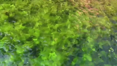 Nature B-Roll: Sunlit Maple Leaves and Rippling Water Stock-Footage 346196579