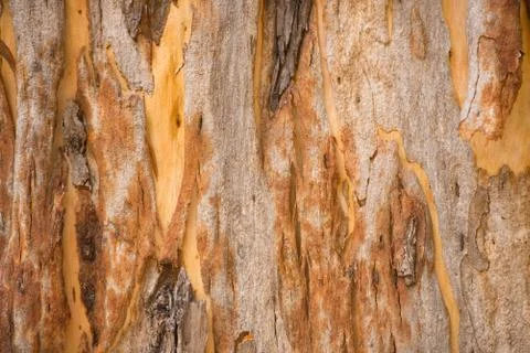 Nature backdrop eucalyptus tree bark Foto stock