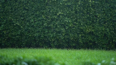 Nature backdround Stock Footage
