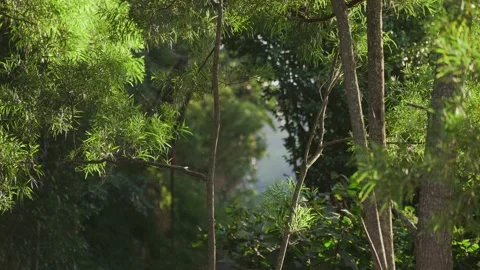 NATURE BACKGROUND 4K Stock Footage 195476516