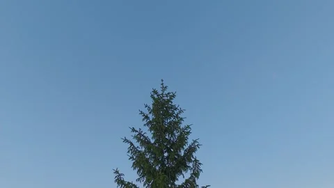 Nature Background 4K - Pine Tree Top &amp; Clear Sky Stock Footage 328454918