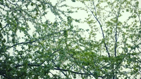 Nature Background And Environmental Conservation Concept, greenery Vidéo 335224302