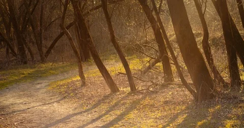 Nature background and forest with sun lens flares Stock Footage 126775240