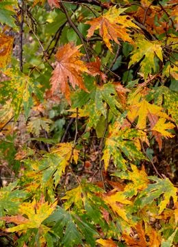Nature background with autumn tree maple leaves. Flora patterns, fall season Stock Photos