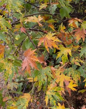 Nature background with autumn tree maple leaves. Flora patterns, fall season Stock Photos