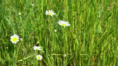 Nature background B-Roll of daisies in a meadow blowing in the window Stock Footage 155845989