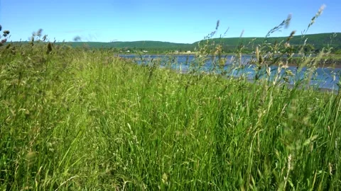 Nature background B-Roll of long grass in a meadow blowing in the wind. Stock Footage 155845886