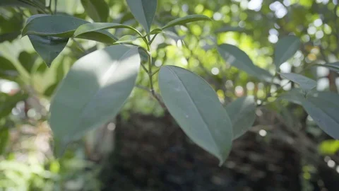 Nature background beautiful bokeh through blowing on wind green leaves. Stock Footage 121443901