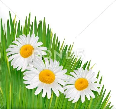 Nature background with beautiful flowers.vector illustration Stock Illustration