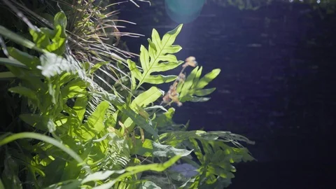 Nature background beautiful sun flare through blowing on wind green leaves. Video stock 121442937