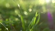 Nature Background. Beautiful Sun Shine Through The Green Fresh Grass Stock Footage