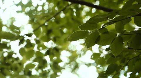 Nature background. Beautiful Sun shine through the blowing on wind tree green Stock Footage 65780202