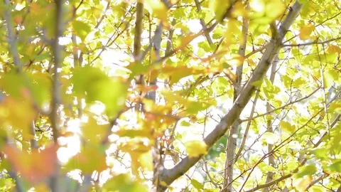 Nature background. Beautiful Sun shine through the blowing on wind tree green Stock Footage 79772900