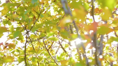 Nature background. Beautiful Sun shine through the blowing on wind tree green Stock Footage 79773265