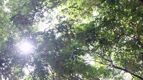 Nature background. Beautiful Sun shine through the blowing on tree green leaves. Video stock 117789734
