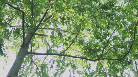 Nature background. beautiful sunshine through the tree in Bangkok. Vídeos de archivo 91161853