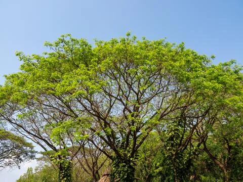 Nature background, Big tree canopy pattern with blue sky background Фото