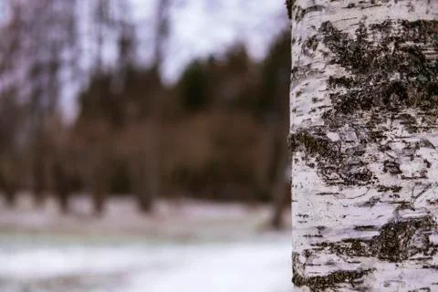 Nature background with birch tree Stock Photos