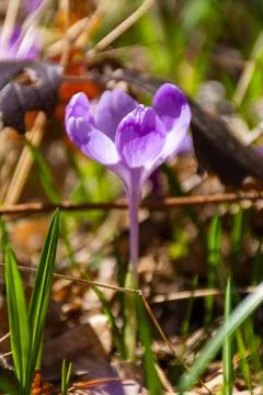 Nature background with blooming flora Stock Photos