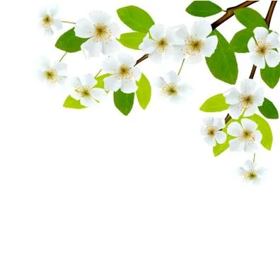 Nature background with blossoming tree brunch and blue sky. vector illustrati Stock Illustration