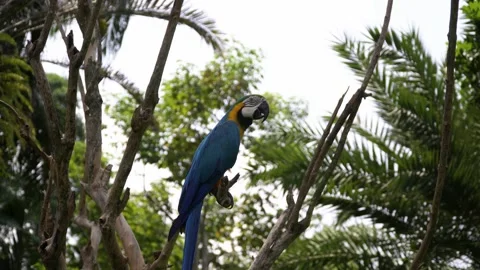 Nature background. A blue-and-yellow macaw is sitting on a branch of a palm 動画素材 142024930