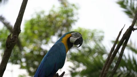 Nature background. The blue-and-yellow macaw is sitting on a branch of a palm. Stock Footage 142024948