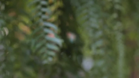 Nature background. Blurred abstract bokeh 4k. Stock Footage 122197253