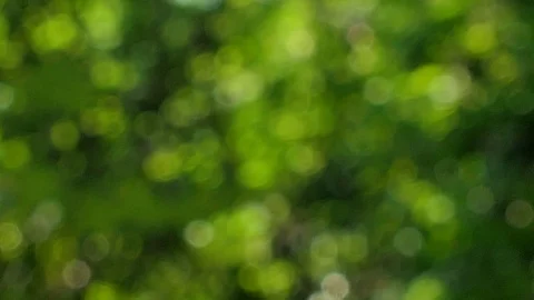 Nature background blurred abstract. Stock Footage 96128547