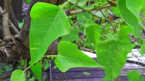 Nature background Bodhi tree leaves of the tree slowly moving along the wind. Stock Footage 132768699