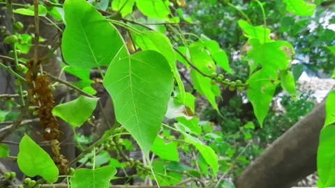 Nature background Bodhi tree leaves of the tree slowly moving along the wind. Stock Footage 132768701