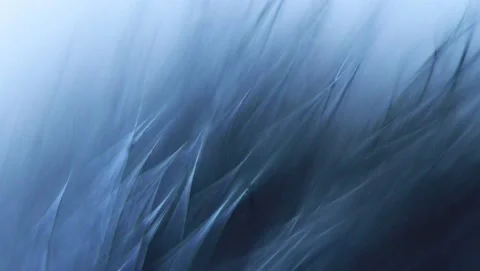 Nature background close up of feather  Loopable Stock Footage 157714224