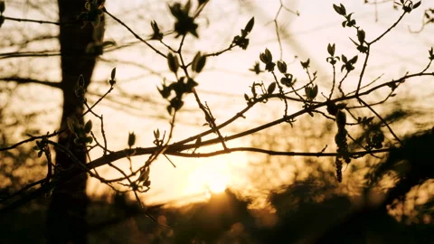 Nature background. Close-up of spring deciduous forest at sunset. 4K Vidéo 92796062