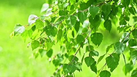 Nature background. Close-up view of the birch branches with young green leaves Stock Footage 197607074