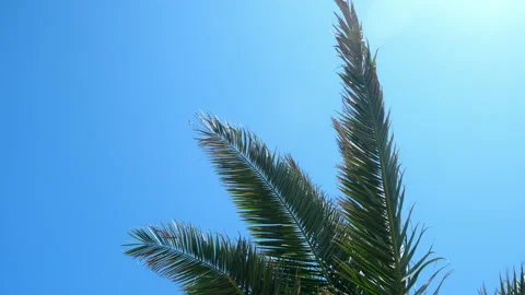 Nature background with coconut palm tree leaves and clear blue sky in sunny day. Stock Footage 255115754