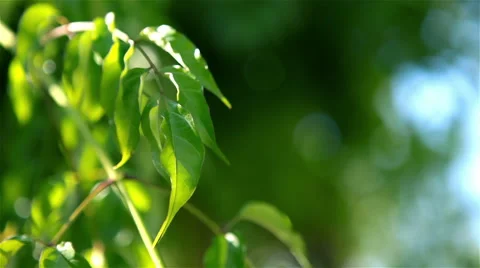 Nature background with copy space Stock Footage 41406127