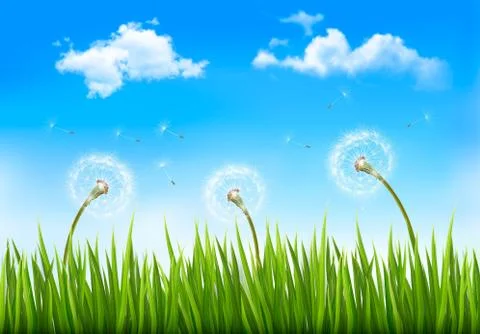 Nature background with dandelions. vector. Stock Illustration