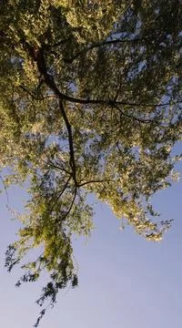 Nature background directly below willow tree branches shaking by wind Stock Photos