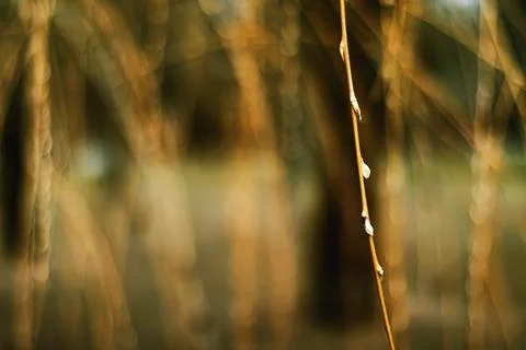 Nature background in early spring or autumn, cold weather in botanical garden Stock Photos