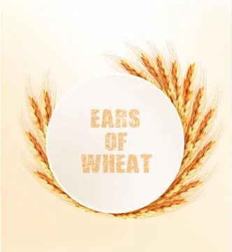 Nature background with ears of wheat. Vector. Stock Illustration