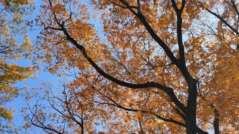 Nature background features autumnal branches, blue sky. Organic textures perfect Stock Footage 323278455