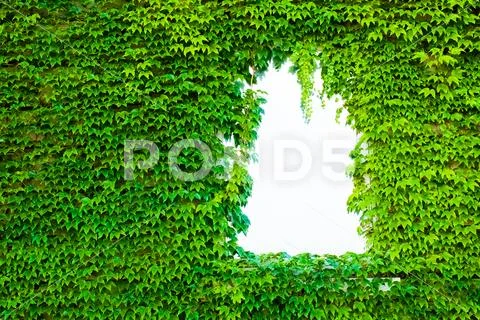 Nature background flat lay of green leaves Stock Photos
