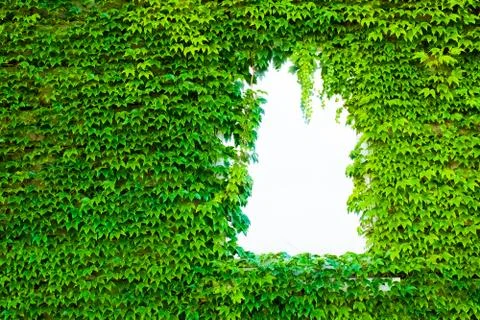 Nature background flat lay of green leaves Stock Photos
