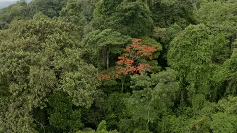 A nature background: flying between the tree canopy of a tropical forest Video stock 169912278