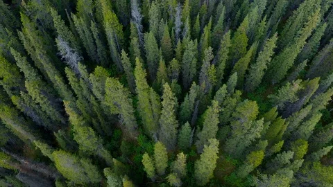 Nature Background, Flying Over Pine Trees, Banff National Park, Alberta, Canada Stock Footage