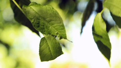 Nature background, foliage Stock Footage 99773316