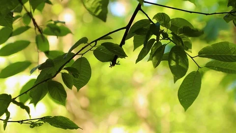 Nature background, foliage Stock Footage 99773455