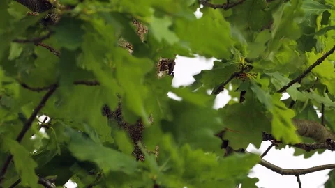 Nature background, foliage Stock Footage 99774311