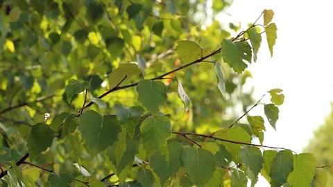 Nature background, foliage Stock Footage 99778074