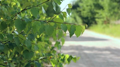Nature background, foliage Stock Footage 99779199
