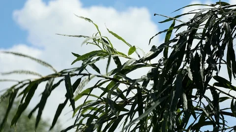 Nature background, foliage Stock Footage 99779277